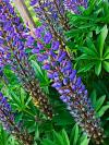 DSCF2559%20lupins.jpg