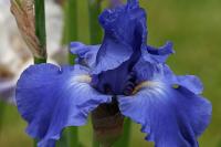 DSC5110%20iris.jpg