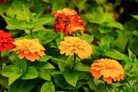 DSC%206543%20zinnias.jpg