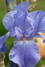 DSC5108%20iris.jpg