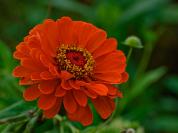 DSC%206481%20zinnia.jpg