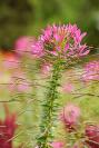 DSC%206458%20cleome.jpg