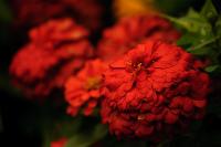 DSC%206438%20zinnia.jpg