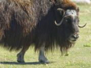 DSC%203630%20buffalo.jpg