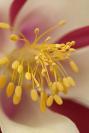 DSC5135%20stamens.jpg